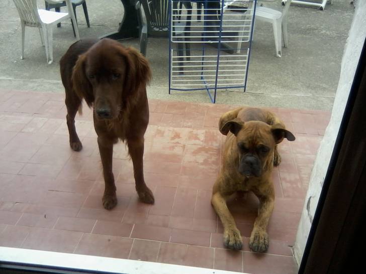 Eros et Loulou - Boxer Mâle (2 ans)