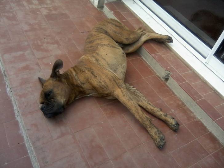 Eros - Boxer Mâle (3 ans)