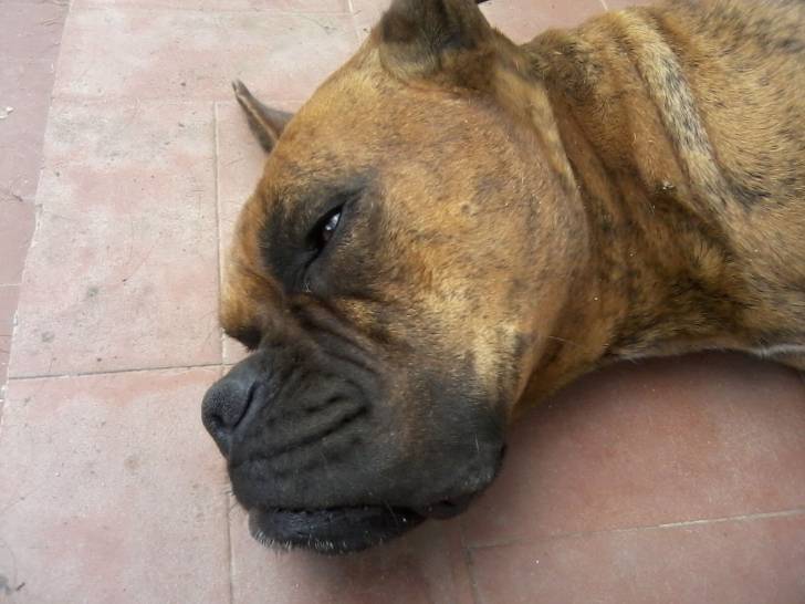 Eros - Boxer Mâle (3 ans)