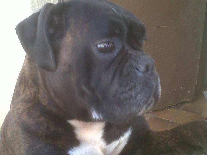 Vasco - Boxer Mâle (7 ans)
