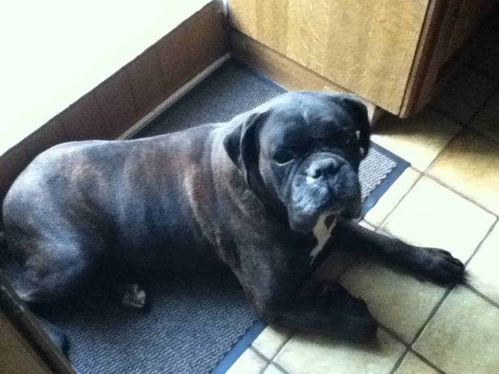 Vasco - Boxer Mâle (7 ans)