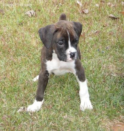 Diesal - Boxer Mâle (11 mois)