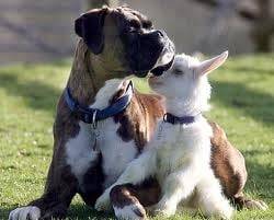 Blake - Boxer Mâle (3 ans)