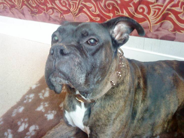 Orus - Boxer Mâle (11 ans)