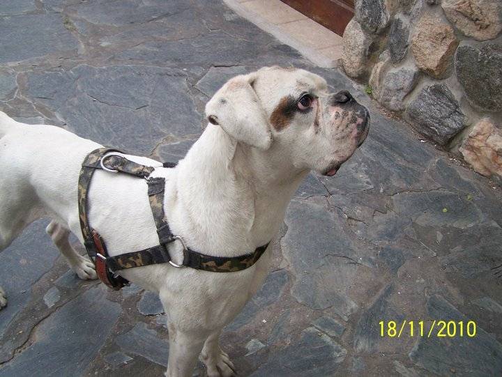 Ulises - Boxer Mâle (5 ans)