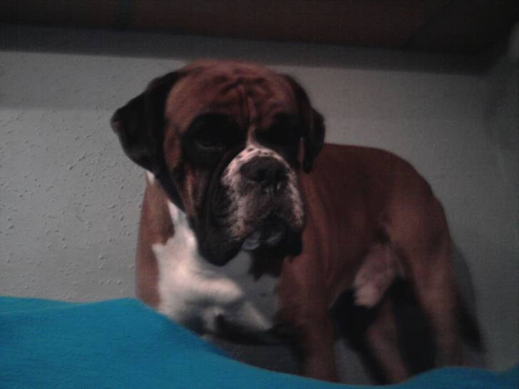 thor - Boxer Mâle (5 ans)