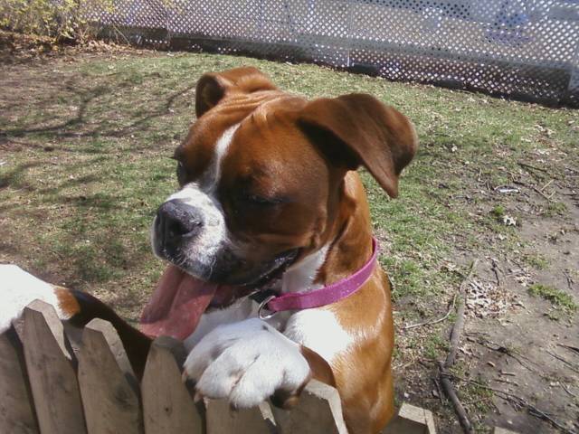 Lulu - Boxer (3 ans)