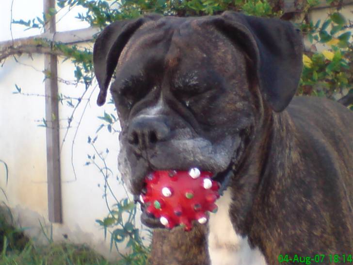 NEO - Boxer (10 ans)