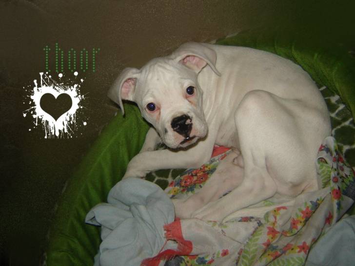 thor - Boxer Mâle (4 mois)