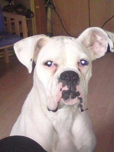 Lilly - Boxer (2 ans)