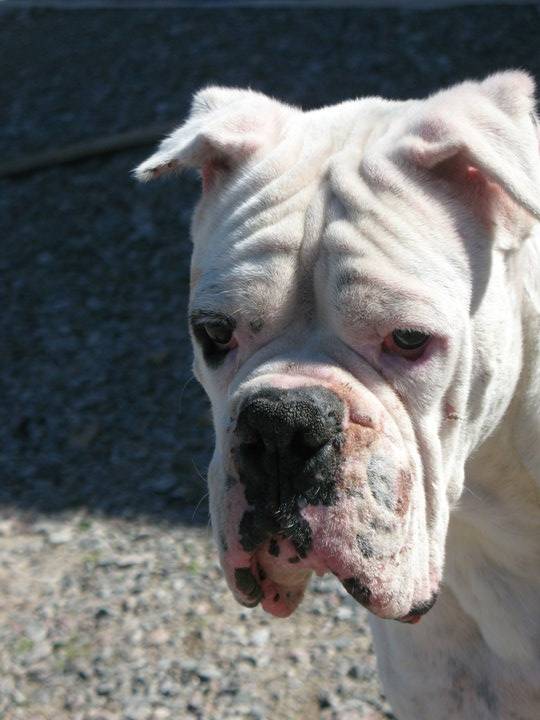claus - Boxer Mâle (8 ans)