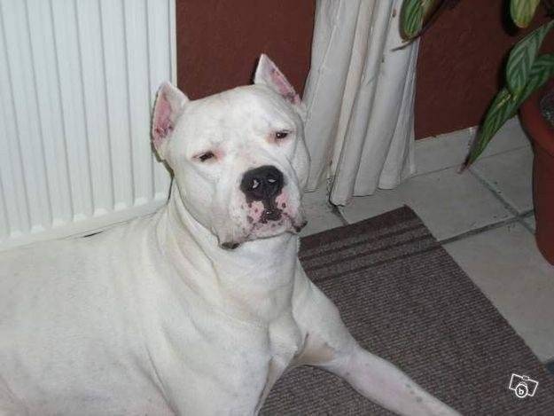 allie - Boxer Mâle (10 ans)