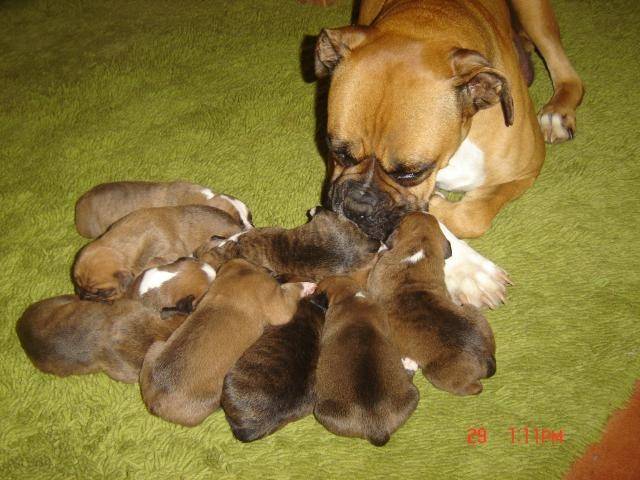 MIS PERRITOS - Boxer