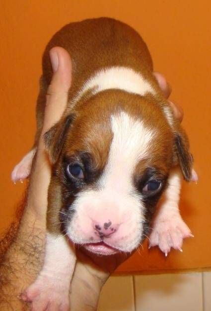 lukas - Boxer Mâle (6 mois)