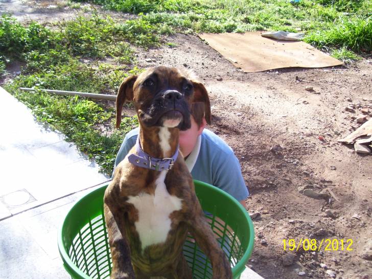 sasha - Boxer (6 mois)