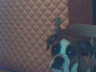 roxy - Boxer (6 mois)