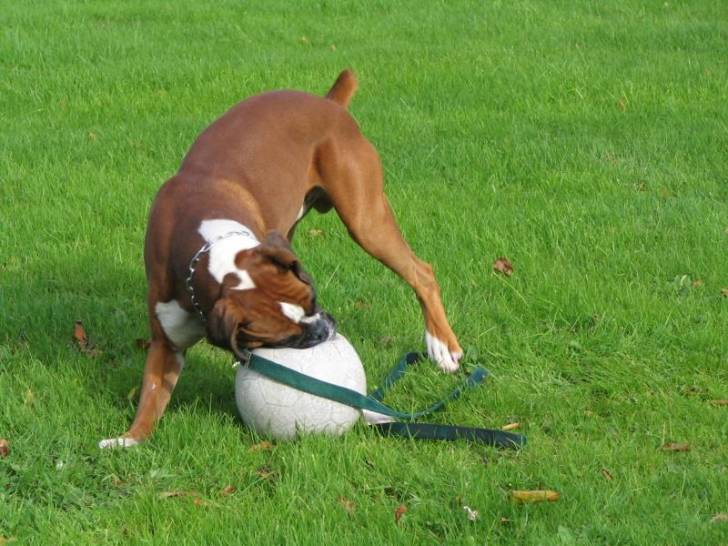 Patapouf - Boxer Mâle (4 ans)