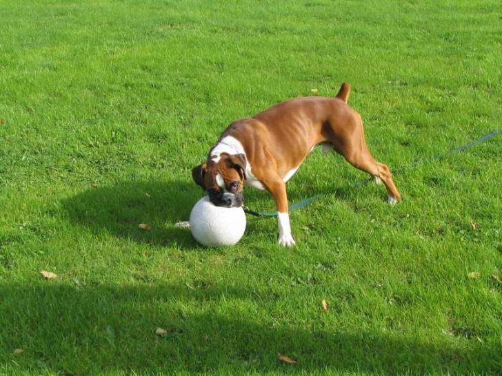 Patapouf - Boxer Mâle (4 ans)