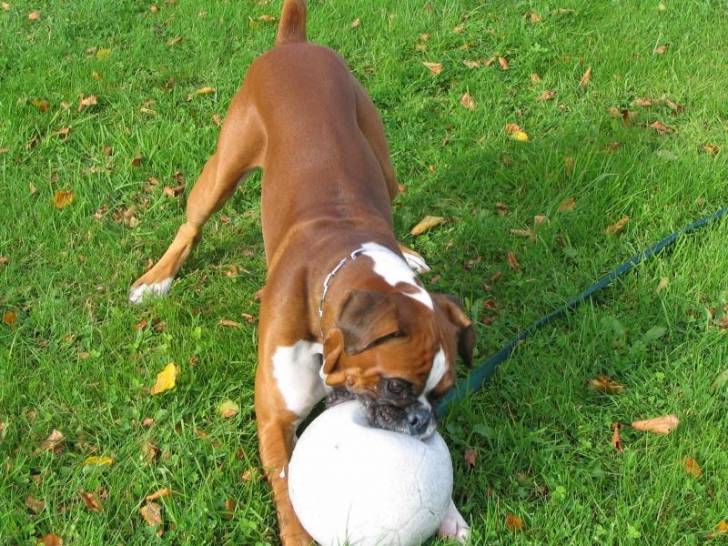 Patapouf - Boxer Mâle (4 ans)