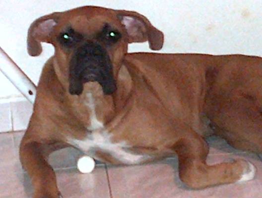 Eysten - Boxer Mâle (9 mois)