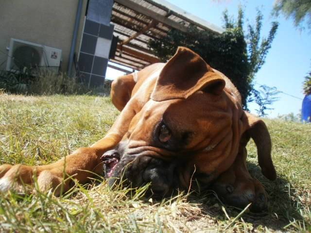Guizmo en vraie - Boxer Mâle (8 mois)