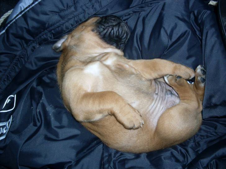 Guizmo bébé - Boxer Mâle (1 mois)
