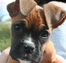 Alí - Boxer Mâle (2 mois)
