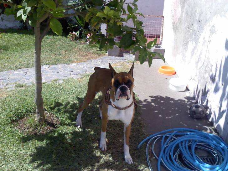 cata - Boxer (3 ans)