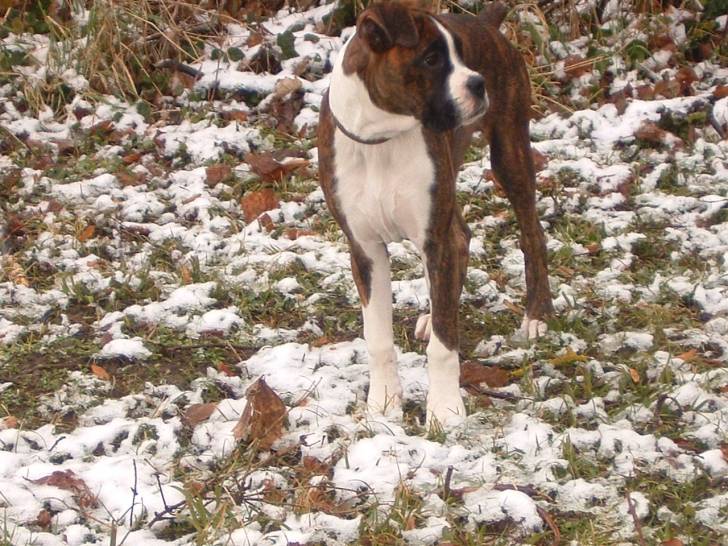 dakota - Boxer (4 ans)