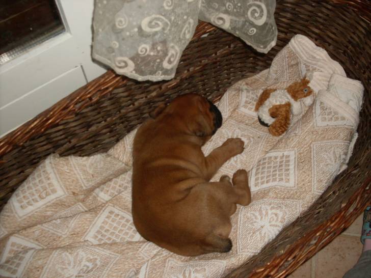 guizmo bebe2 - Boxer Mâle (1 mois)
