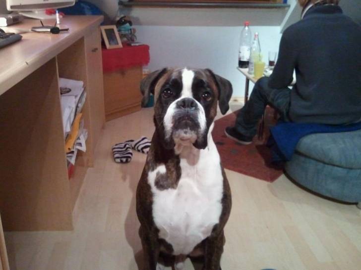 Rago - Boxer Mâle (5 ans)