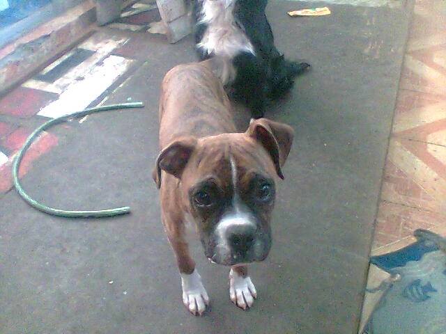 rocky - Boxer Mâle (3 ans)