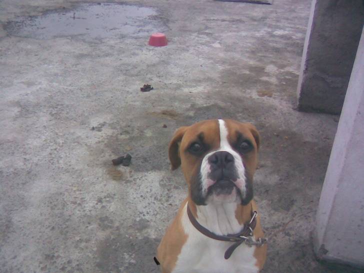 logan - Boxer Mâle