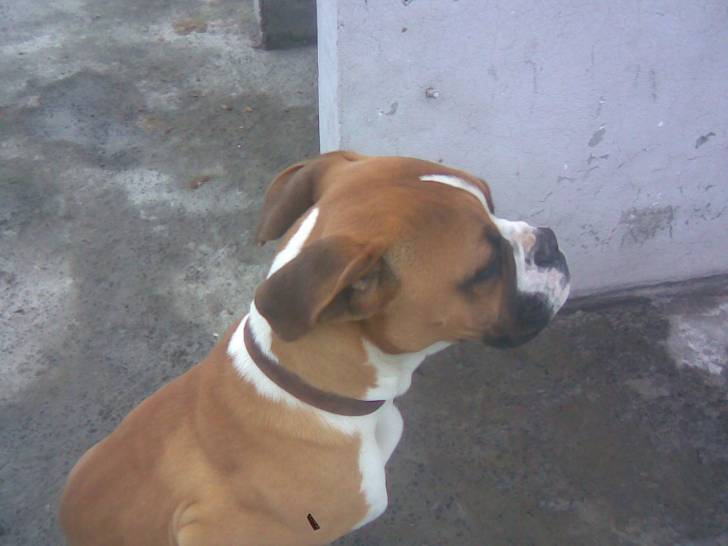 logan - Boxer Mâle