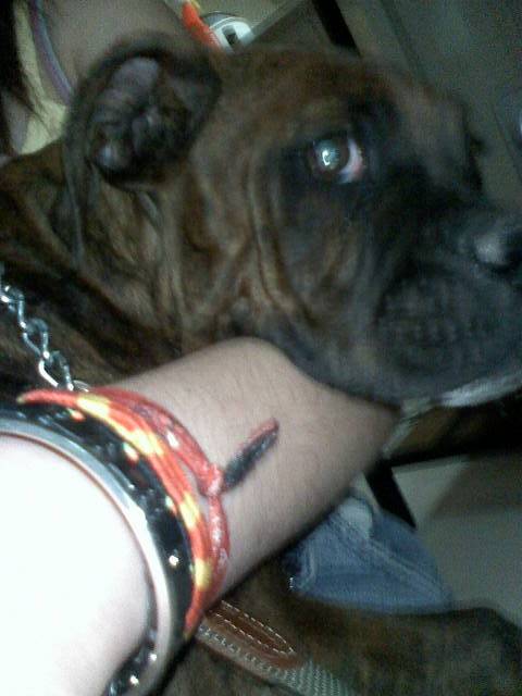 negro - Boxer Mâle (5 ans)