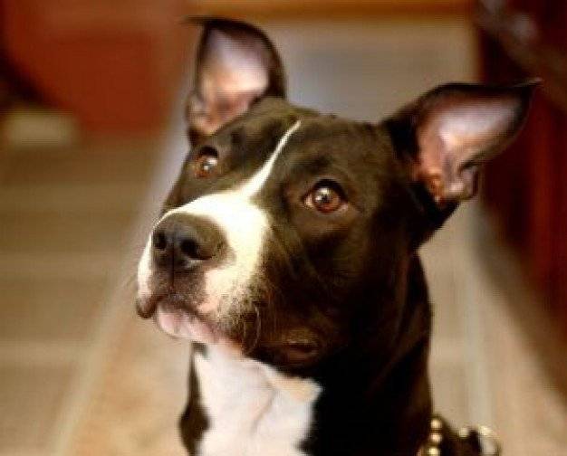blacky - Boxer Mâle (1 an)