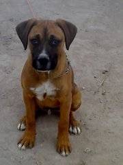 terry - Boxer Mâle (6 mois)