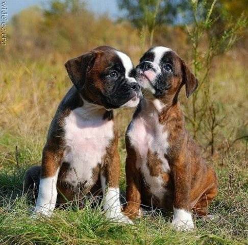 bongo&bozo - Boxer Mâle (1 an)
