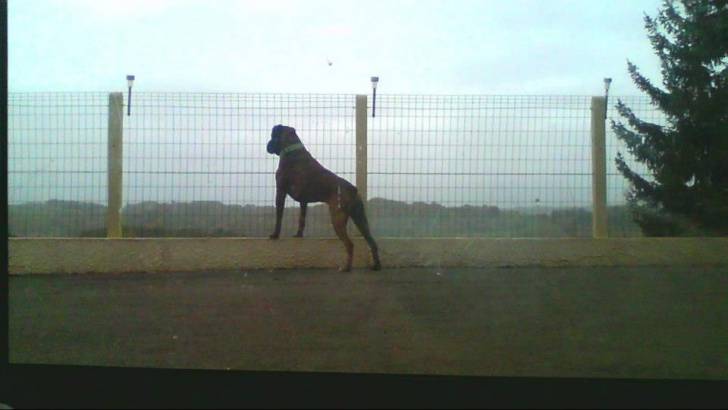 Diégo - Boxer Mâle (4 ans)