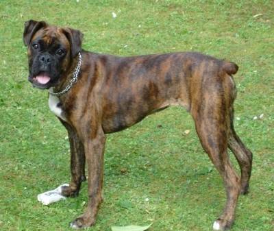 jazz - Boxer