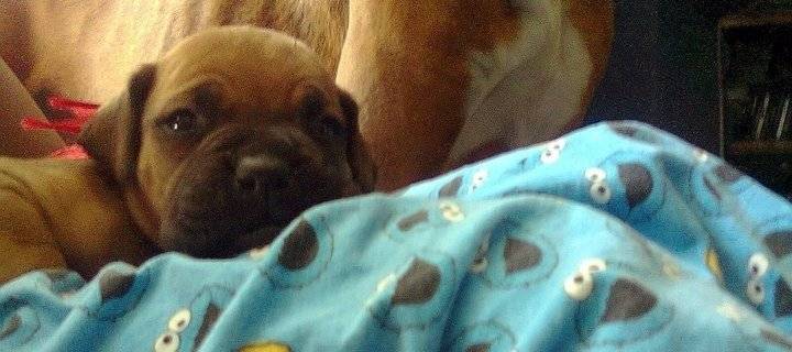 Frida - Boxer (4 mois)