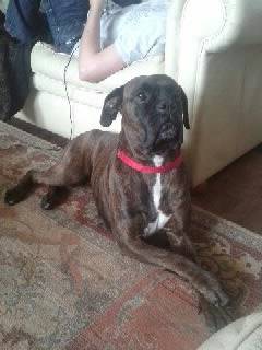 Majestic Narla - Boxer (5 ans)