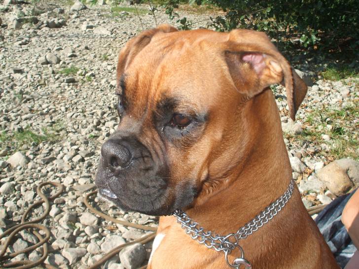 DARIOS - Boxer Mâle (1 an)