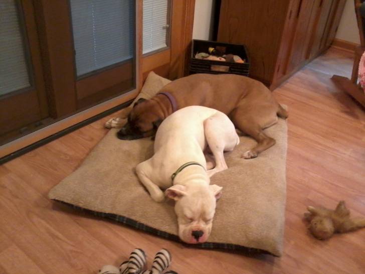 Cotton & Blaze - Boxer