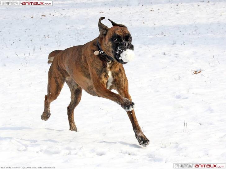 opale - Boxer (1 mois)