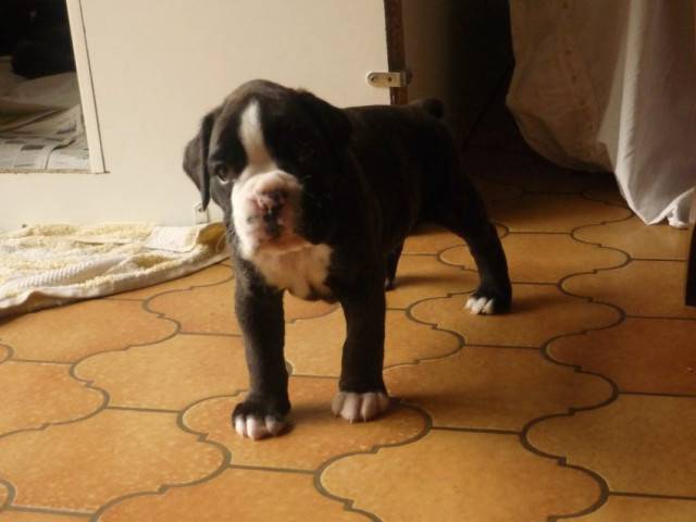 angel - Boxer (4 ans)