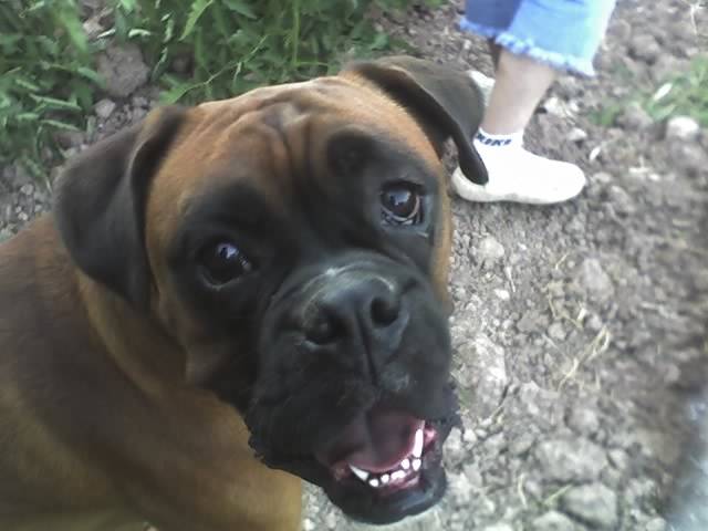 Sultan - Boxer Mâle (6 ans)
