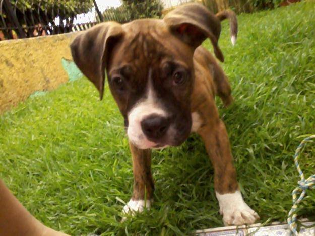 Kencito - Boxer Mâle (8 ans)