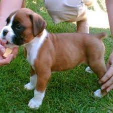 boxer - Boxer (2 ans)