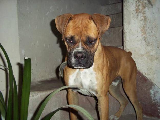 Rok - Boxer Mâle (1 an)